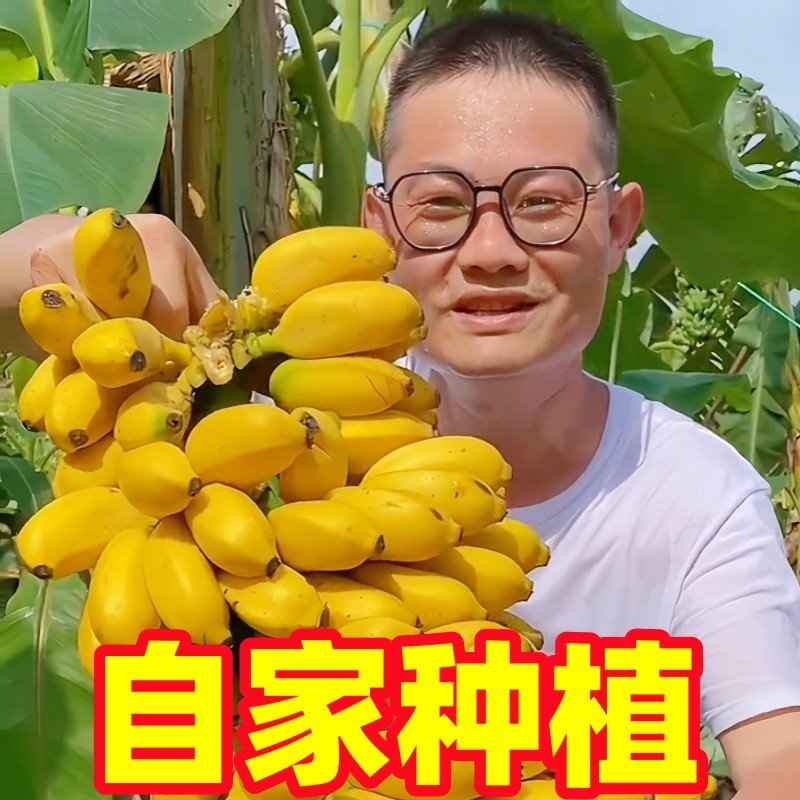 Guangxi Beihai Xiaomi Banana Natural Ripe Banana Fresh Fruit Emperor Banana Whole Box 10 Wholesale Apple Banana Jin