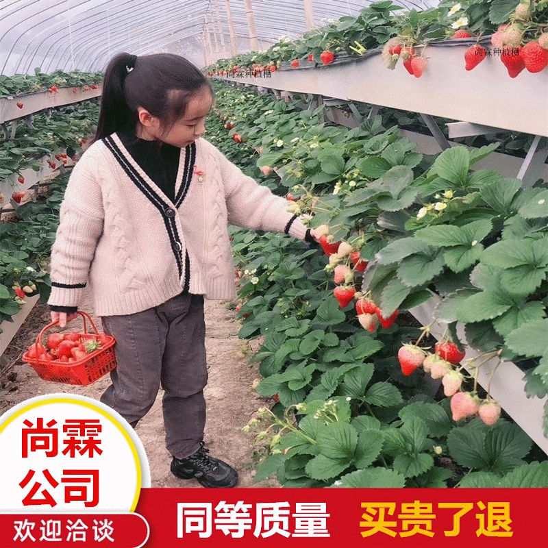 Строительная труба для стерео посадки клубники из ПВХ, приподнятая безземельная культура, гидропонная труба для рассады клубники и помидоров