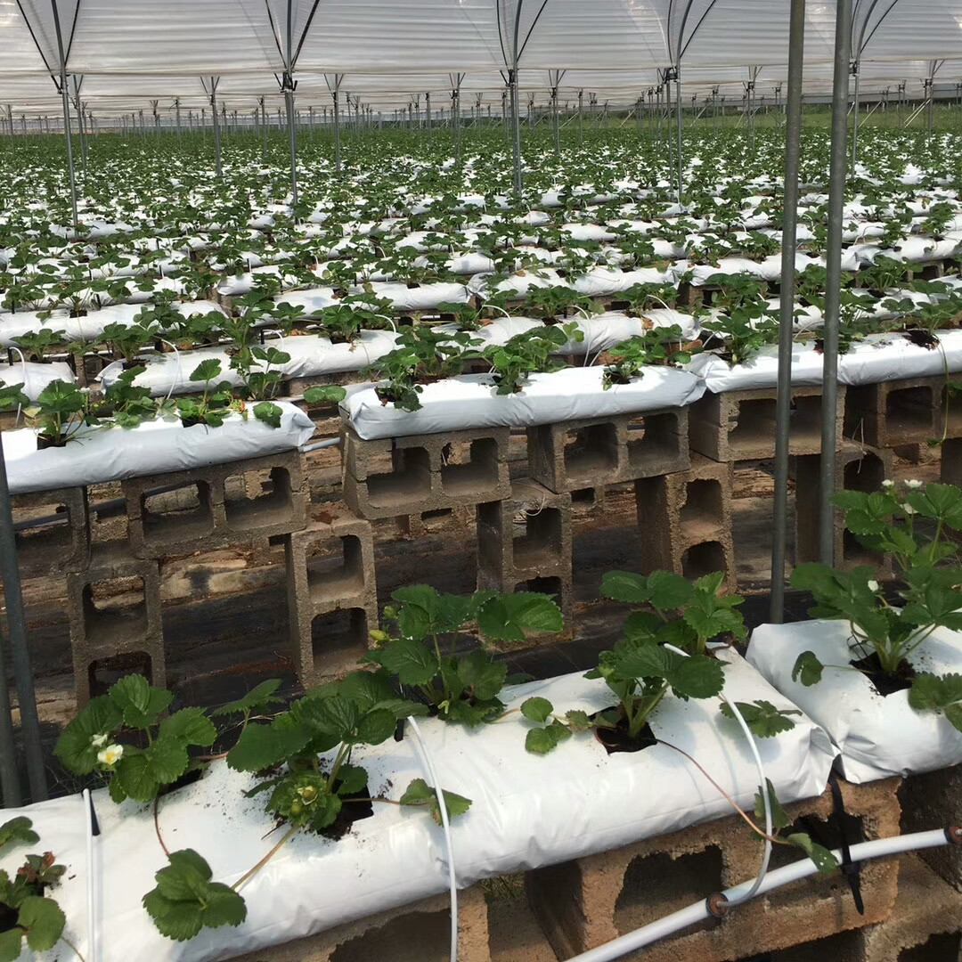 Matrix Bag Strawberry Tomato Fruit and Vegetable Cultivation Planting Strips Coconut Bran Peat Soil Matrix Planting Bag