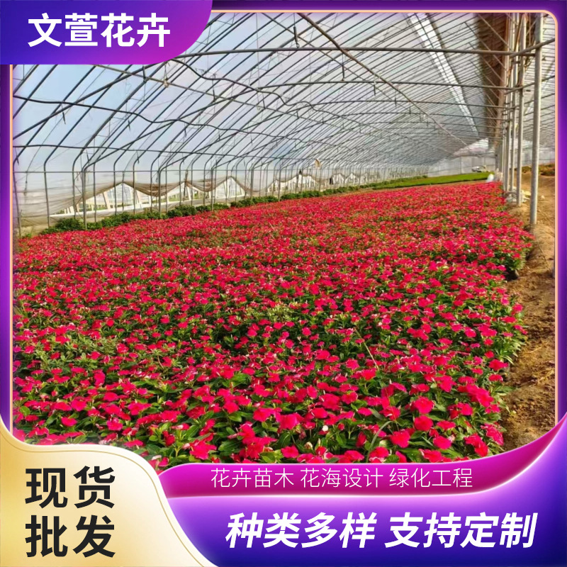 Flowers and Potted Plants Bloom Every Day, Small Seedlings for Flower Sea Greening Projects, Bloom in All Seasons, Various Flower Colors, Wholesale Base for Flowers That Bloom Every Day
