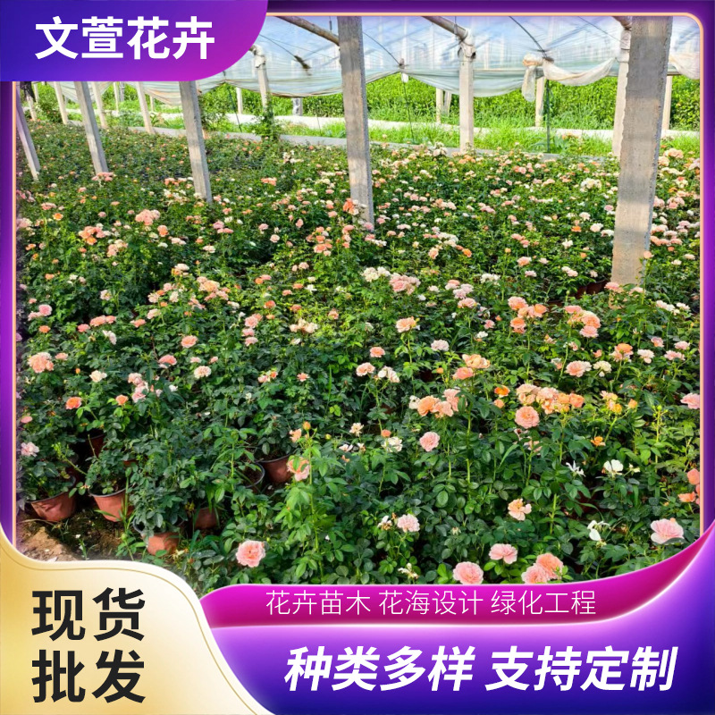 Саженцы розы для балкона для дворовых и муниципальных озеленительных проектов, оптовая база саженцев розы