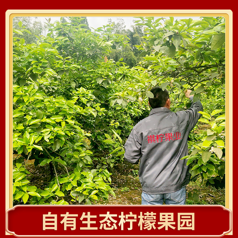 Wholesale Sichuan Anyue Lemon Fresh Fruit First-Class Fresh Fruit Origin Direct Wholesaler Super Yellow Lemon Drop Shipping