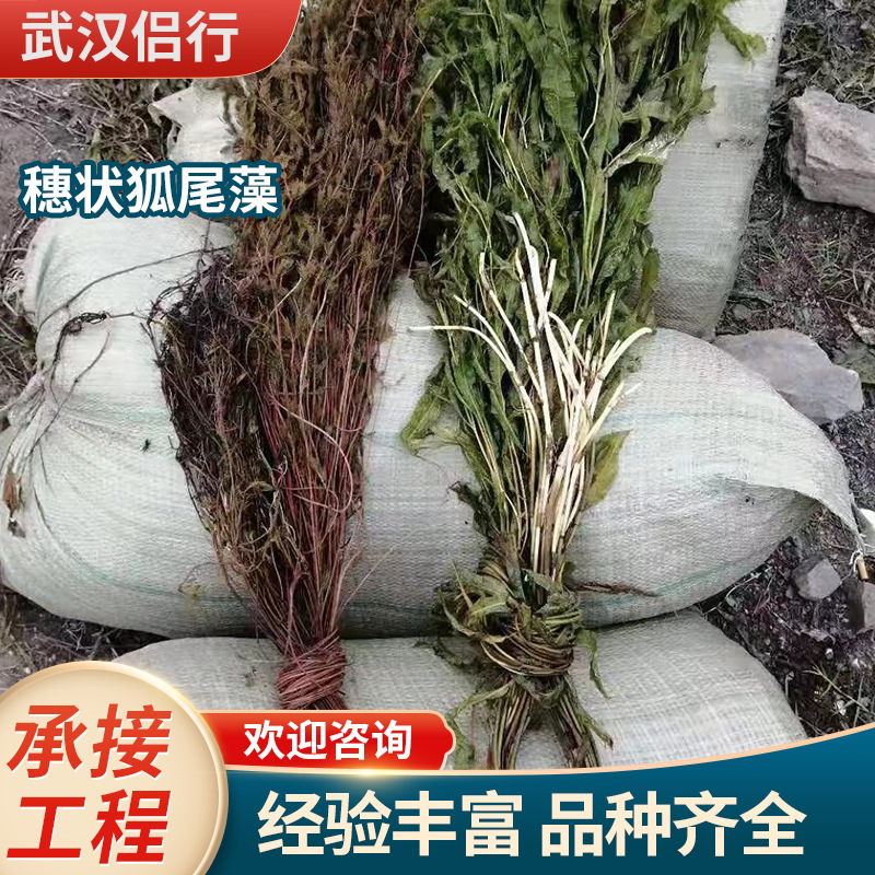 Шипы и хвостовые водоросли очищают качество воды, подводные растения, прямые поставкиEmergent растений и выполнение проектов по обслуживанию и посадке