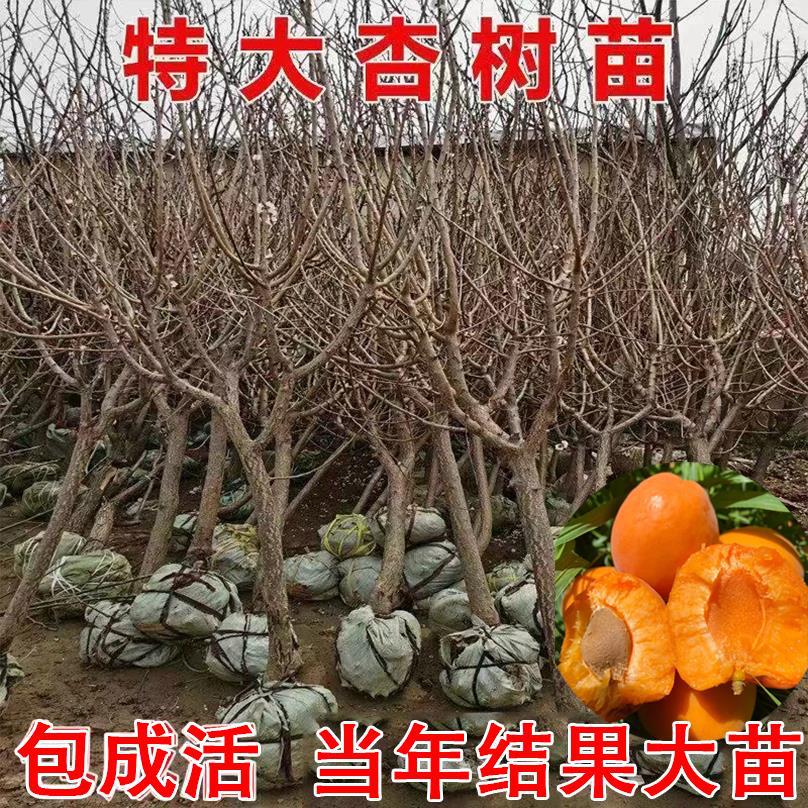 Extra-Large Apricot Tree Seedlings, New Varieties of Fragrant Apricots and Field Apricots, Suitable for Planting in All Seasons in Both Southern and Northern Regions, Ideal for Villa Gardens and Grafting