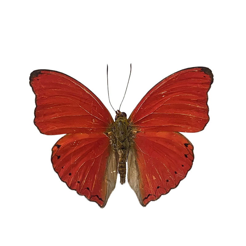 Real Butterfly Specimens Spread Their Wings, Various Spread-Winged Mixed Butterflies, Green-Striped Swallowtail Butterflies, Elegant Gray Butterflies, Insects and Beetles, Kindergarten Teaching