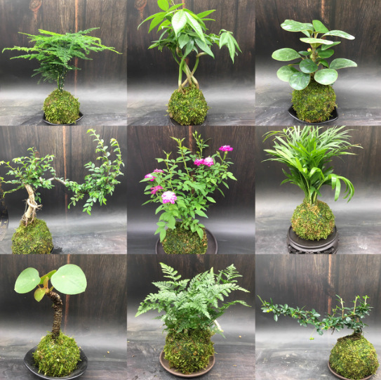 Гидропонный мох, бонсай, оптовая продажа