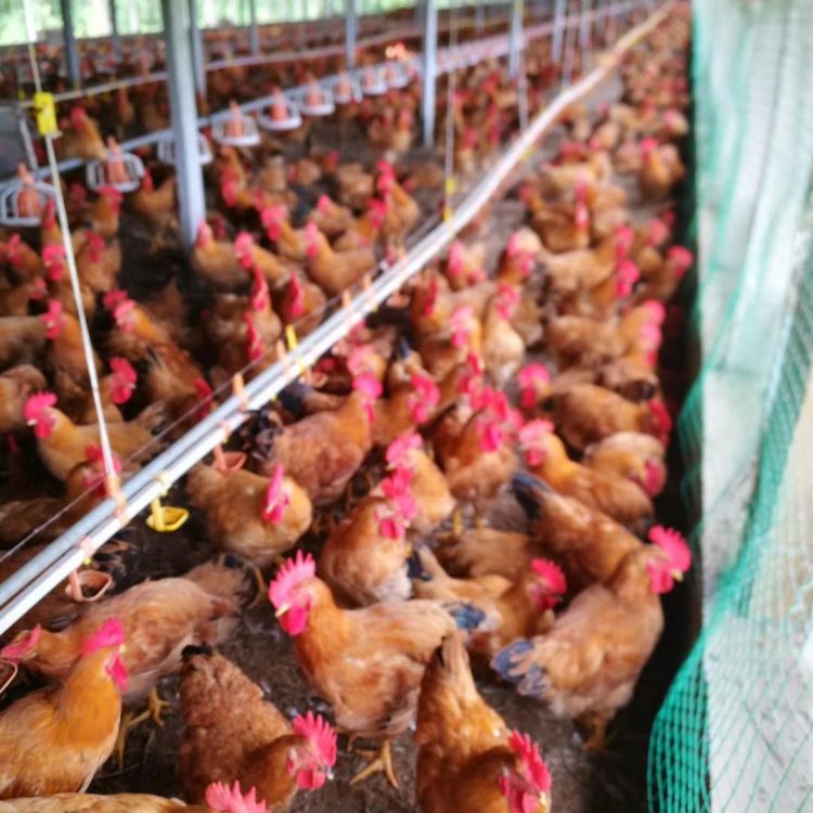 Factory Wholesale Fast-Growing Yellow Chicken Seedlings Live Three-Day-Old Yellow Chickens with Fast Growth and Are Suitable for Free-Range Broiler Chickens in Rural Areas and Mountains
