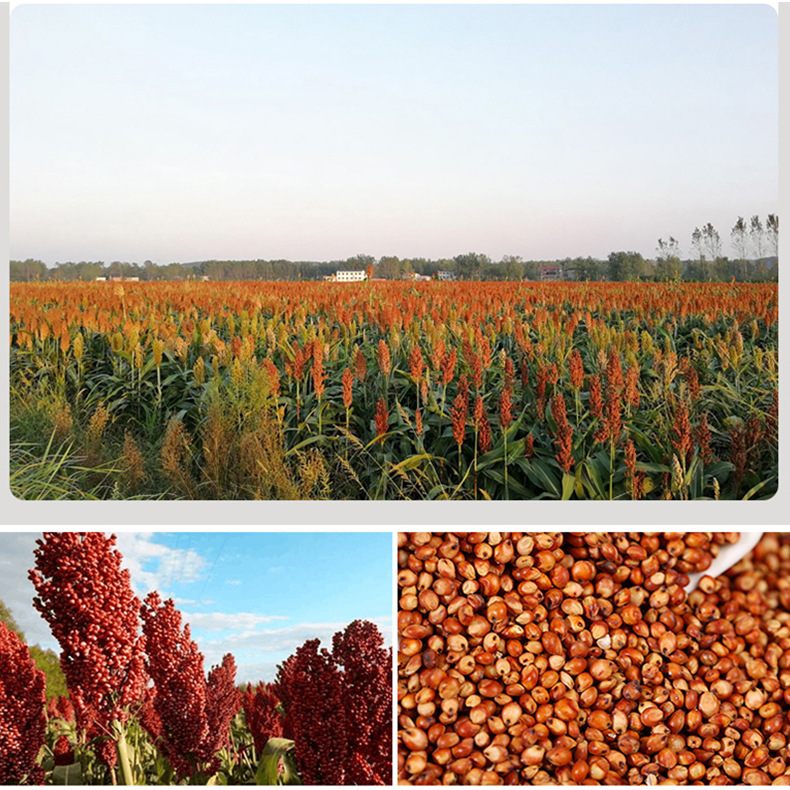 Donghong Sorghum Brewing Vinegar Stalk Sorghum Whole Cereals Wholesale Skin Sorghum Unpeeled Sorghum Bags