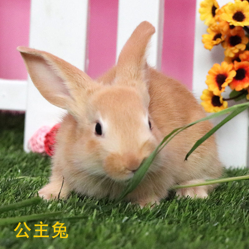 Yuanxi Little Rabbit Live White Rabbit Live Panda Rabbit Princess Rabbit Meat Rabbit Rabbit Princess Rabbit Wholesale Chengdu