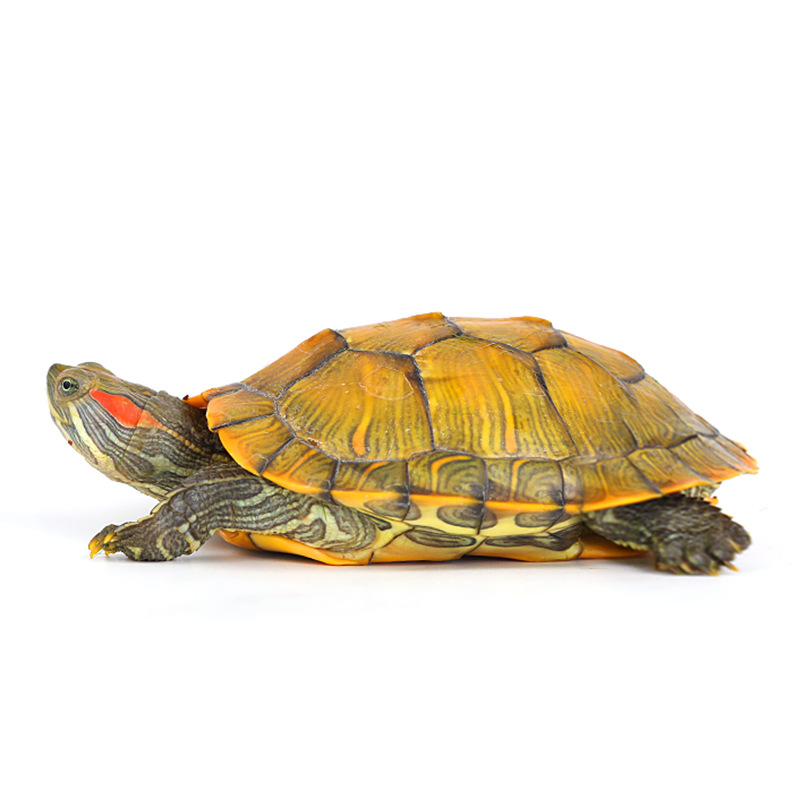Factory wholesale Brazilian tortoise small turtle living creature ornamental pet turtle big turtle water turtle red ear turtle gold Brazilian tortoise