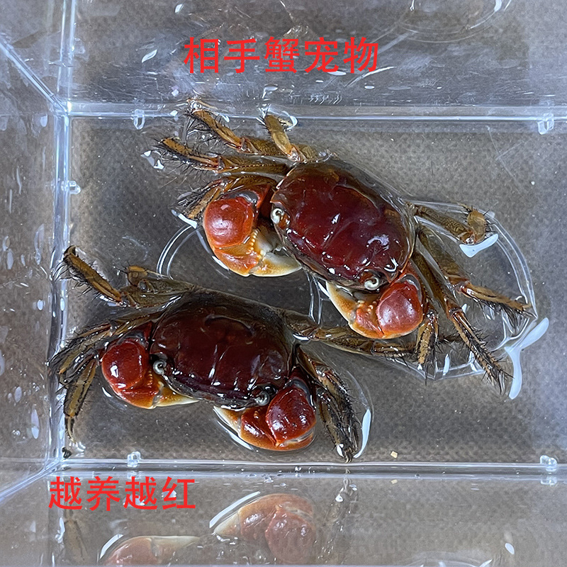 Краб Сяншоу, декоративный краб, живой краб, интернет-знаменитость, легкий в уходе