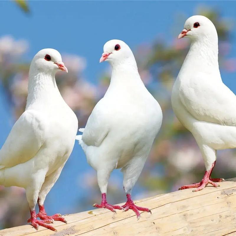 Молодые мясные голуби, голуби-утята, сланцевые серые голуби, маленькие голуби, живая пара голубей юаньбао
