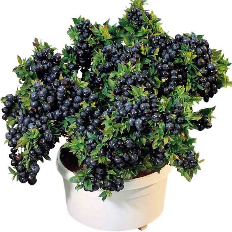 Blueberry Mist Blueberry Seedlings Potted Blueberry Fruit Saplings Large Fruit Cold-Resistant Southern and Northern Planting Grafted Rabbit Eye Blueberries