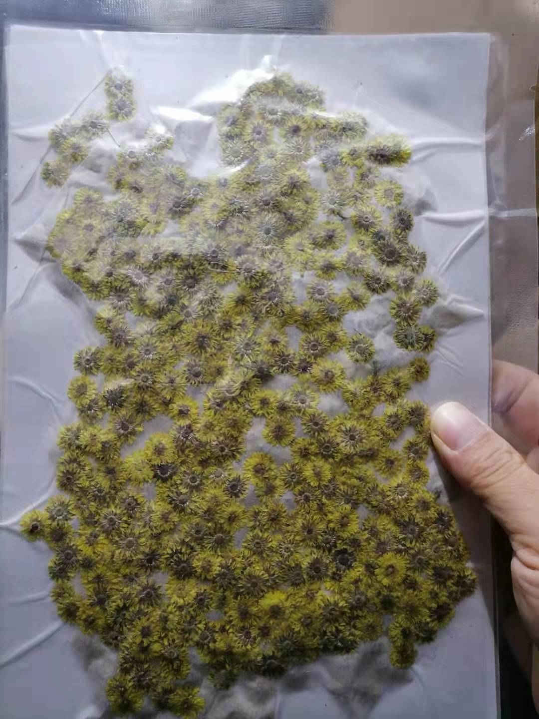 Small Fragrant Green Baffle Aromatherapy Candle Nail Art Dried Flowers Real Flowers Face Beauty Makeup Embossing diy Baffle Painting Greeting Card Flower Material