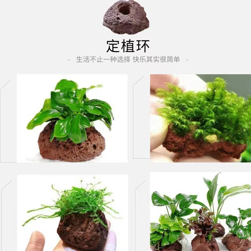 Volcanic Stone Planting Rings, Direct from the Manufacturer, for Fixing Aquatic Plants, Landscaping Stones, and Decorative Perforated Fish Tank Decorations