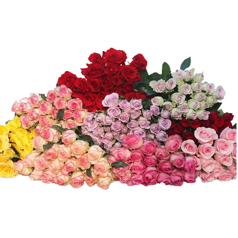 Fresh Roses from Yunnan Base, Direct Delivery Via Sf Express with Free Shipping, Fresh Cut Flowers for Home Use, Flower Arrangements, Valentine's Day Flowers, Direct Delivery Wholesale