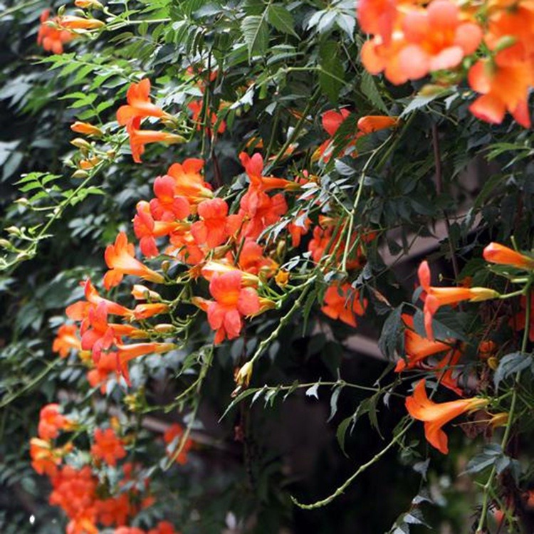 Wholesale Supply of American Lingxiao Flower Seedlings, Climbing Florals, Lingxiao Seedlings, Courtyard Climbing Plants, Lingxiao Complete Specifications