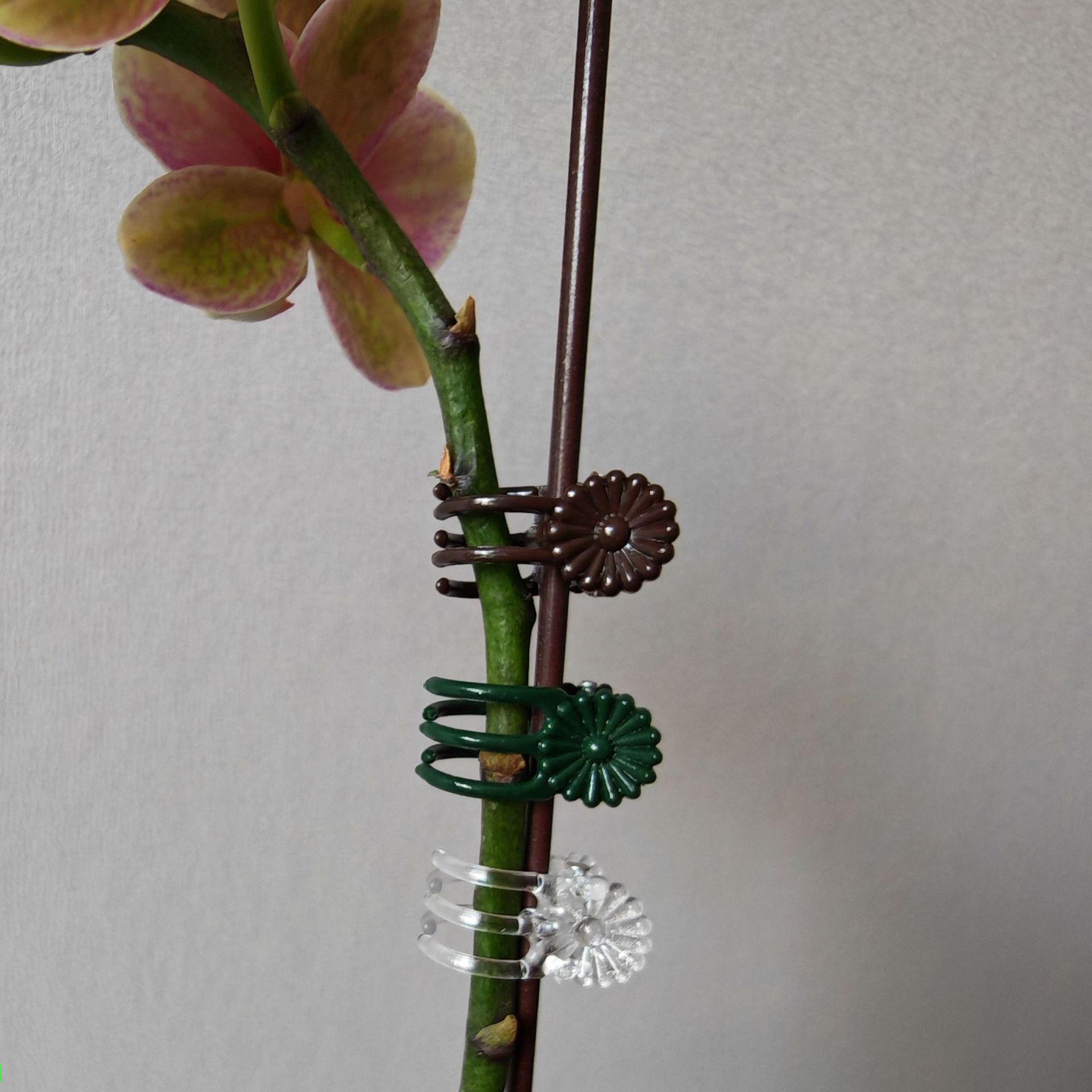 Factory Direct Sales Phalaenopsis Orchid Sword Clip Phalaenopsis Clip Grafting Clip Vine Clip Holly Holding Flower Clip Seedling Clip