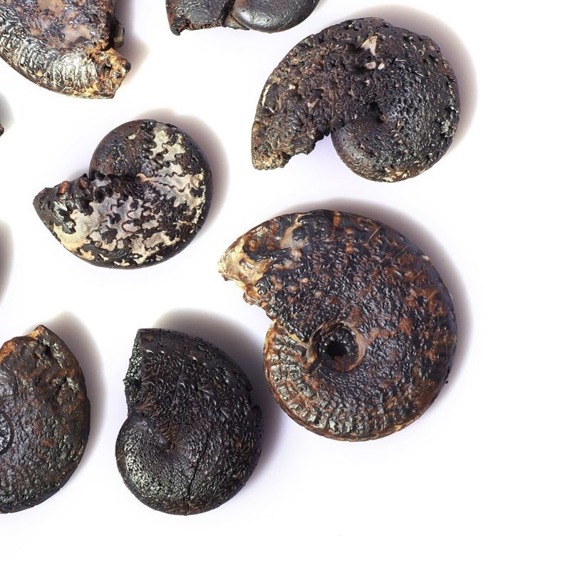 Fossil of paleontology limonite chrysanthemum fossil original stone Morocco chrysanthemum marine animal fossil teaching specimen