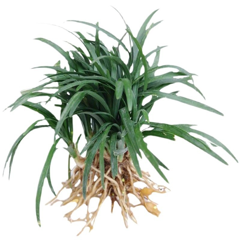 Northern Winter Cold-Resistant Courtyard Greening Vegetation Japanese Dwarf Ophiopogon Japonicus Seedlings Authentic Yulong Grass Seedlings Lawn Along the Steps