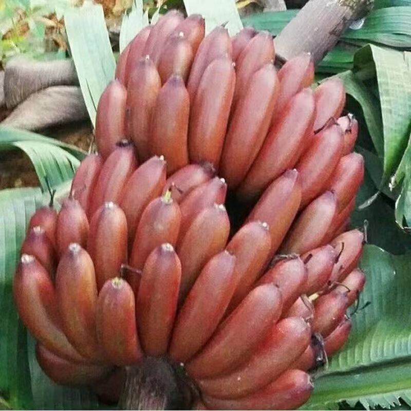 Fujian specialty red beauty banana fresh banana red banana fruit red beauty banana with box a generation of hair