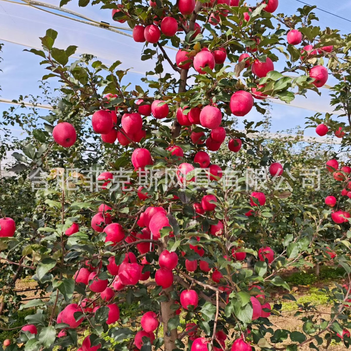 Hdpe Encryption Hail-Proof Net White Crescent Anti-Hail Net Export Wholesale Apple Tree Anti-Hail Greenhouse Protection Special