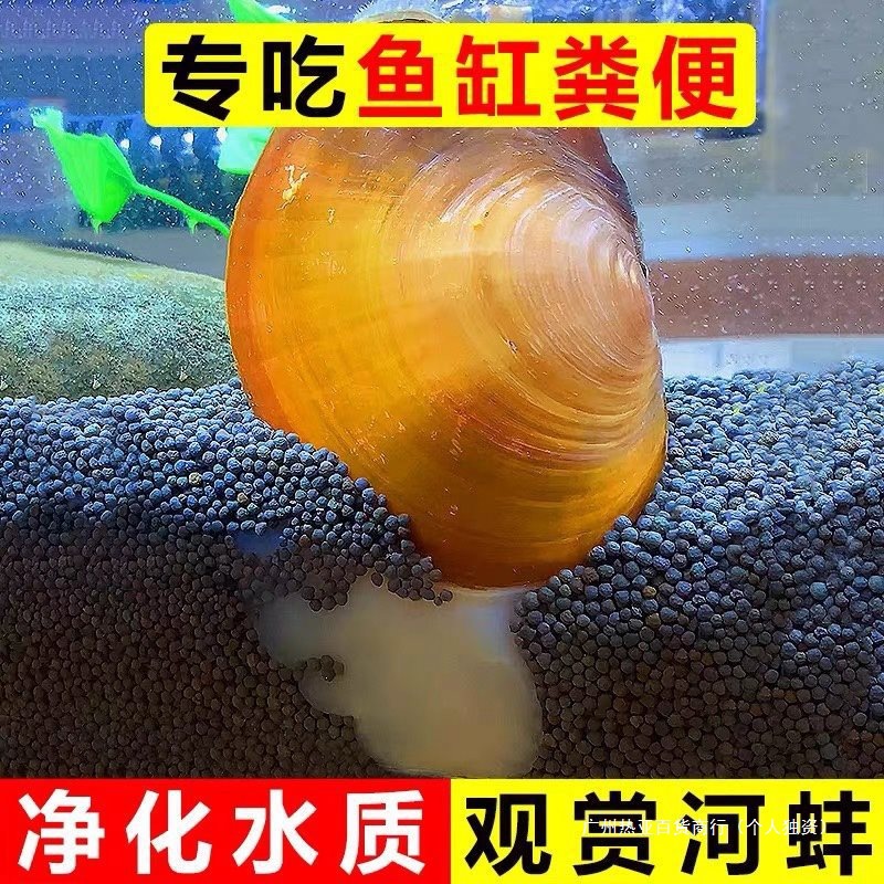 Ornamental Algae-Removing Small River Clams for Breeding Freshwater Live River Clams Cold Water Fish Pet Fish Tank Water Purification China Others