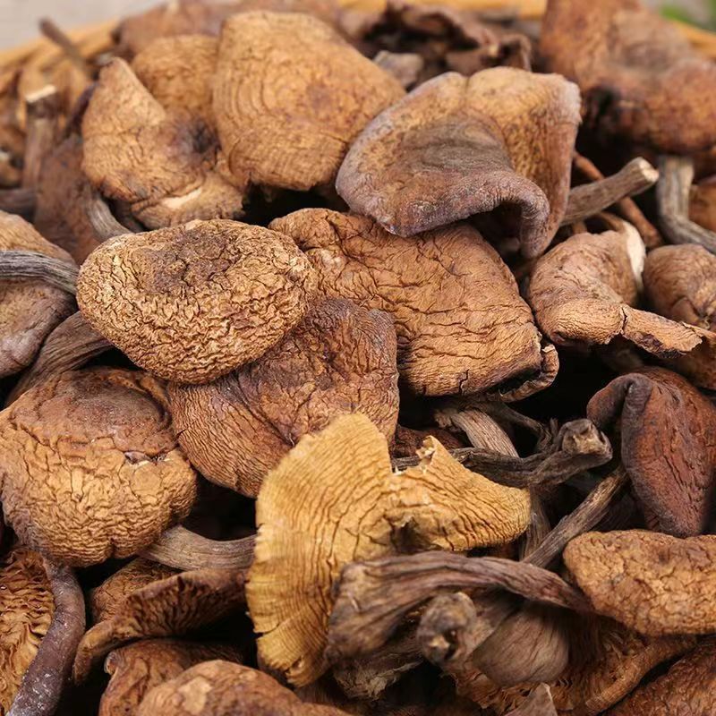 2024 Northeast specialty wild hazel mushroom diced dried chicken stewed mushroom Changbai mountain mushroom super rootless new product