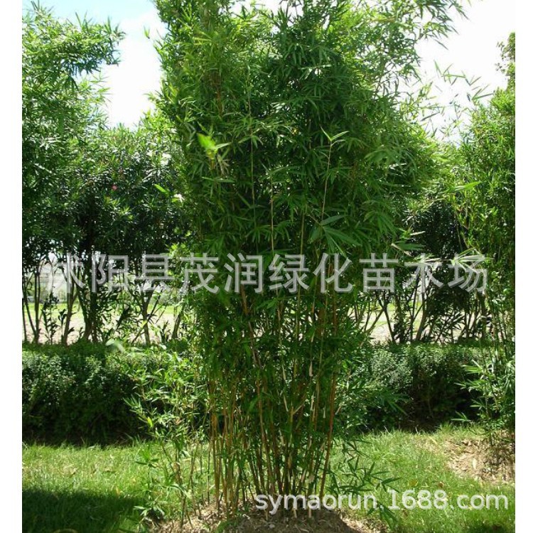 Саженцы бамбука Ци Сяо, вырощенные в воде, для посадки в грунт во дворе, горшечные кусты бамбука Фоэба, вечнозеленые растения, декоративный бамбук