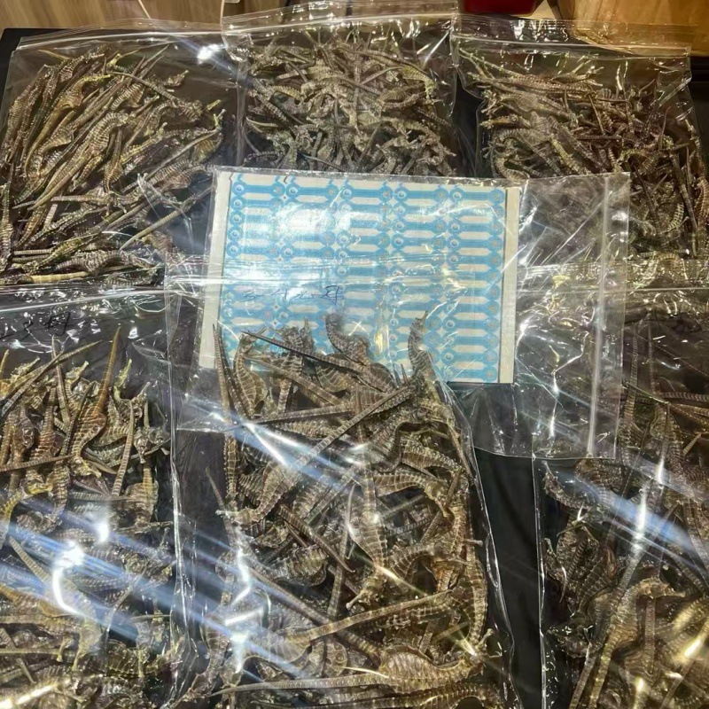 Tracing to the Source of Hippocampus Dried Goods Breeding Hippocampus Soup Bag Soaking Wine Chinese Herbal Medicine Tonic Products Hippocampus