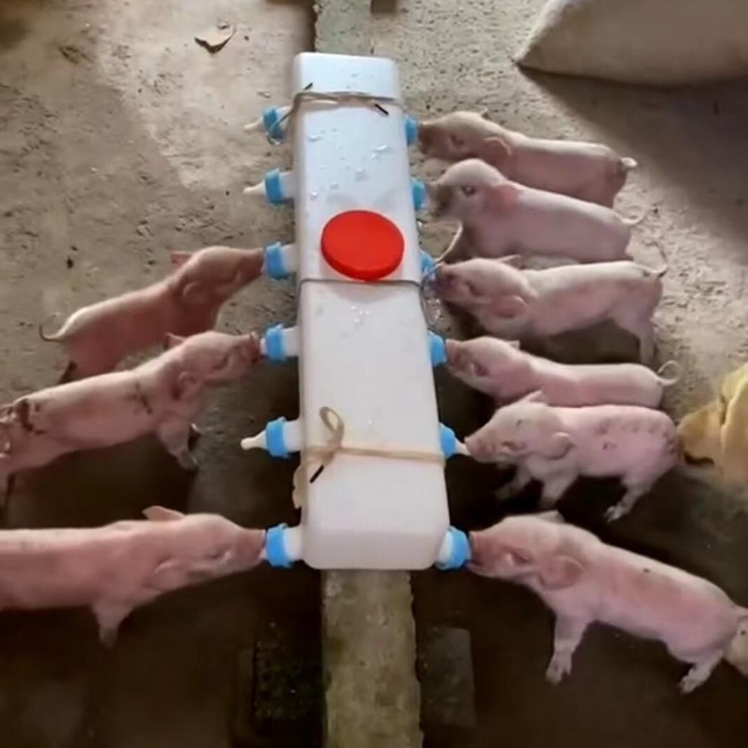 Бутылка для кормления свиней, артефакт для кормления ягнят, бутылка для кормления поросят, бутылка для молока ягнят, уход за поросятами, устройство для кормления ягнят