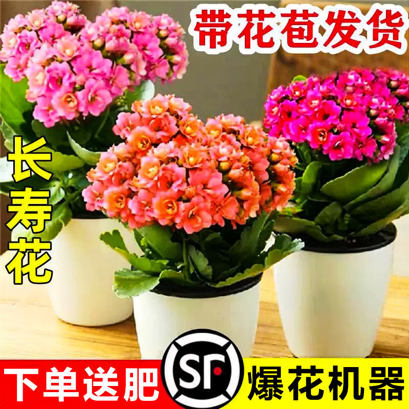 Комнатный цветок долголетия с золотой лисой, крупный сеянец с двойными цветами и бутонами, цветок для балкона на все четыре сезона, суккулент на старом пне