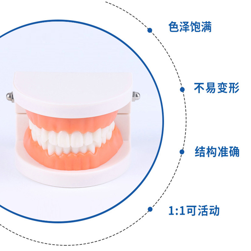 Tooth Model Oral Model Kindergarten Dental Model Small Dental Model Wholesale Wholesale Oral Materials
