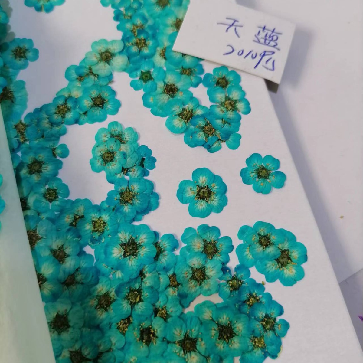 Pearl plum daffodils small plum blossom five-star flower five-petal flower nail art dried flower cross-border glue mobile phone shell beaded flower