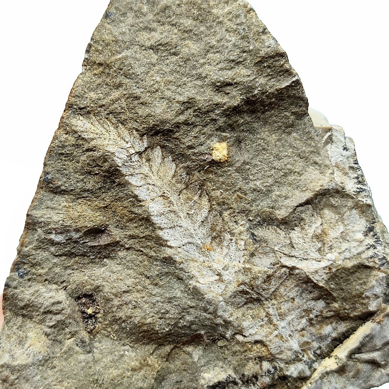 Natural Permian plant fossil branch vein fern fossil original stone ancient plant fossil specimen popular science teaching ornaments