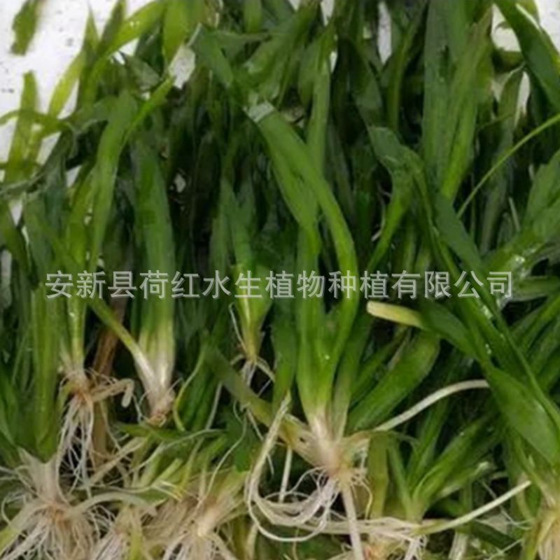 Base Wholesale Wetland Greening Rivers Embellish Courtyard Planting Aquatic Plants to Purify Water Quality Dwarf Bitter Algae Grass Seedlings