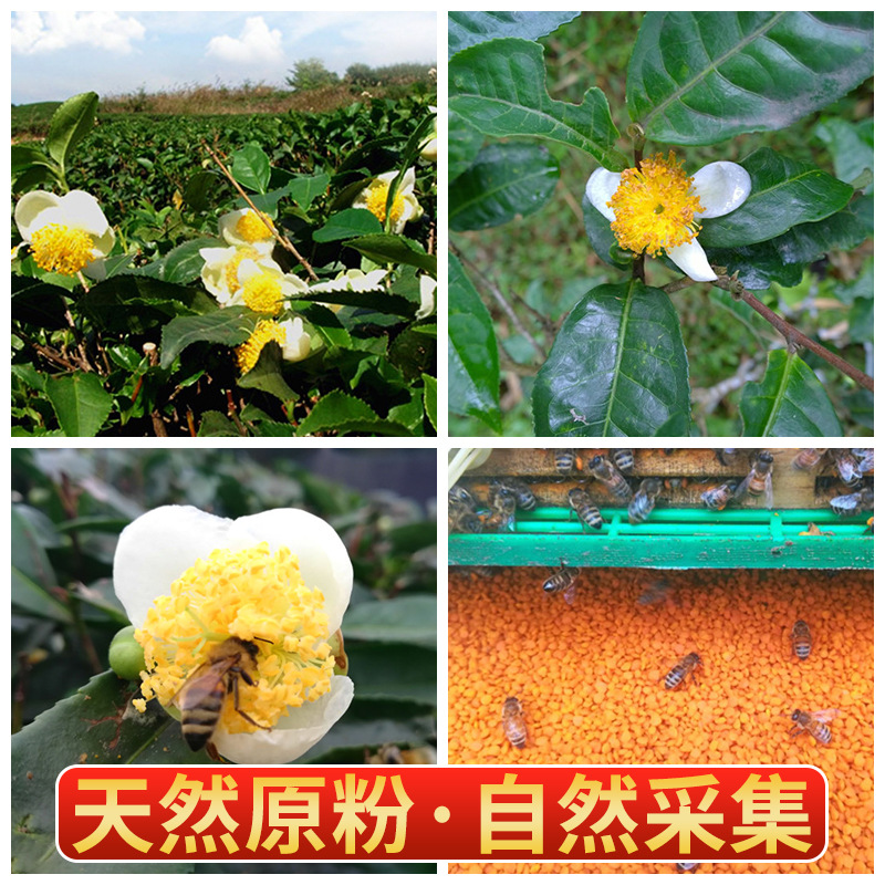 Yunnan Bee Pollen Source Bee Direct Supply Oem Delivery Selected Particles Pu'Er Spring Tea Local Specialty Food Grade