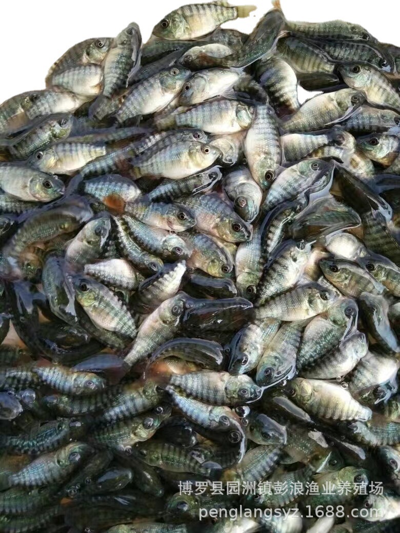 Crispy Meat Tilapia Fry, Large Variety of Crispy Meat Tilapia Fry, All Male Fushou Fry, Freshwater Cultured African Crucian Carp