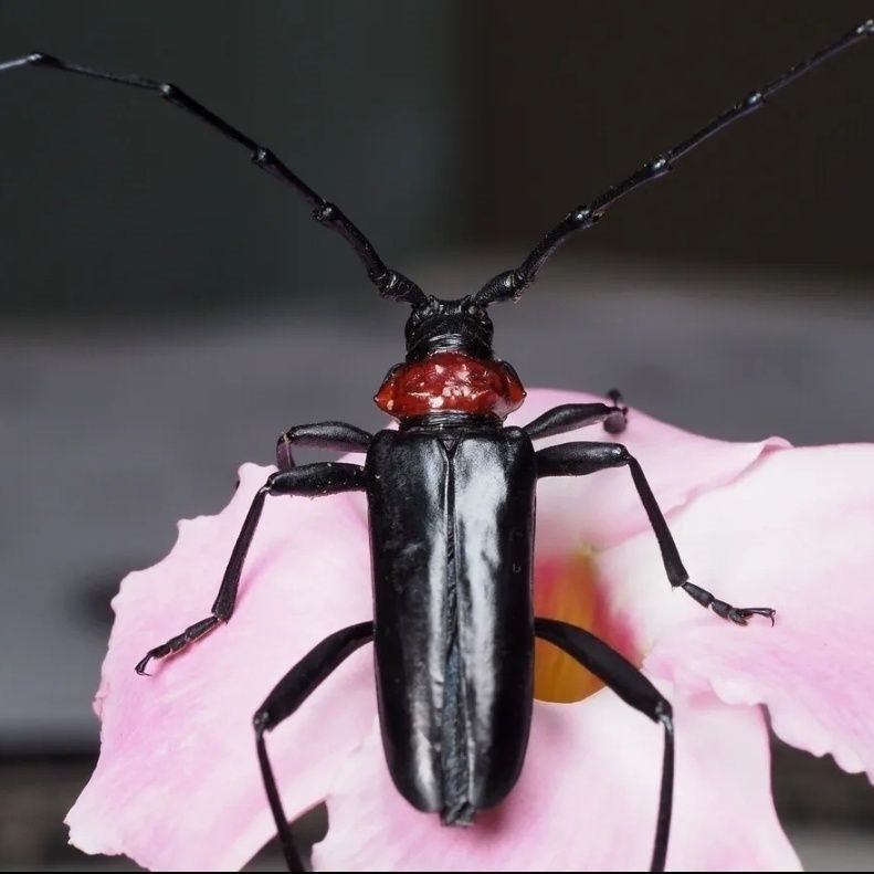 Live Pet Insect Beetle Crawling Small Animal White-Striped Easy to Raise Non-Toxic Destructive Star Beetle One