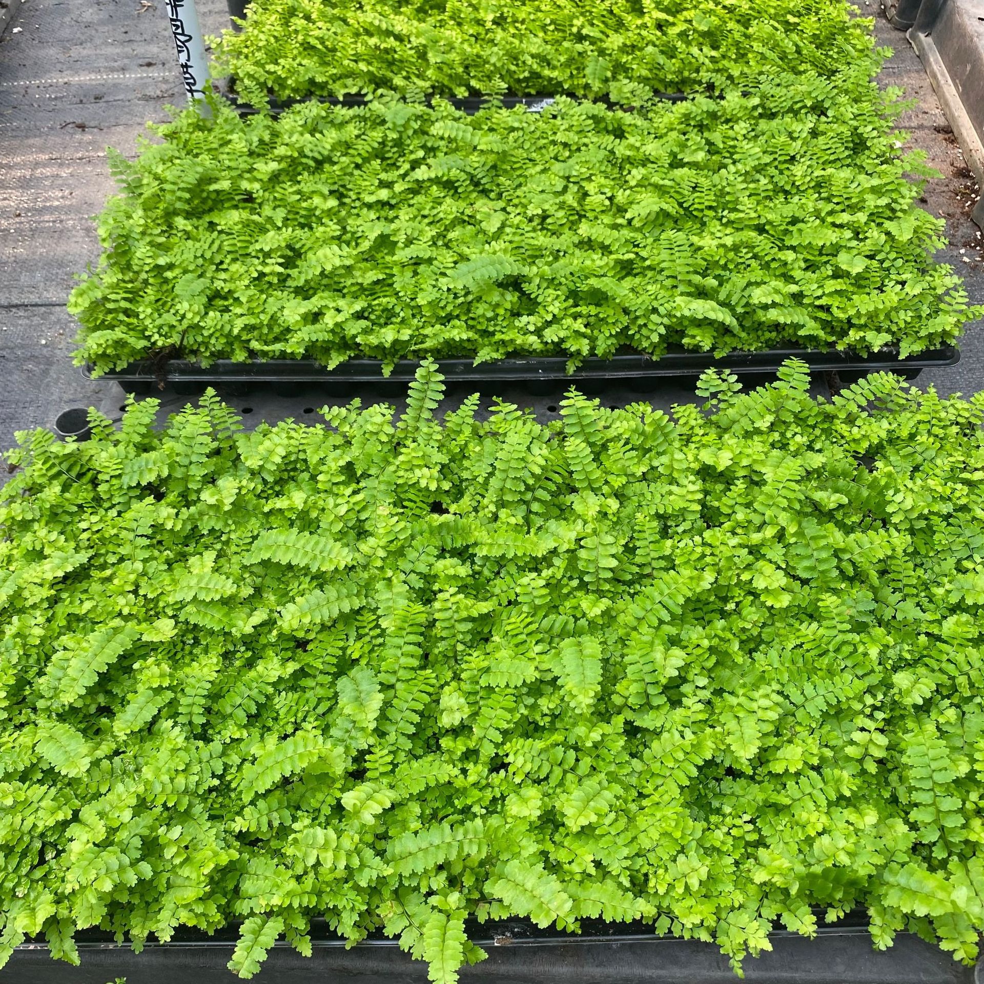 Source Manufacturer Wholesale of Large Quantities of Fern Ribs, Grass Plug Seedlings, Garden Micro-Landscape Small Potted Plants, Special Flower Seedlings