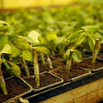 Rose Hip Plant Environmental Protection Grade Silicone Grafting Jackets Natural Price Reduction Automatic Fall-off Grafting Clips