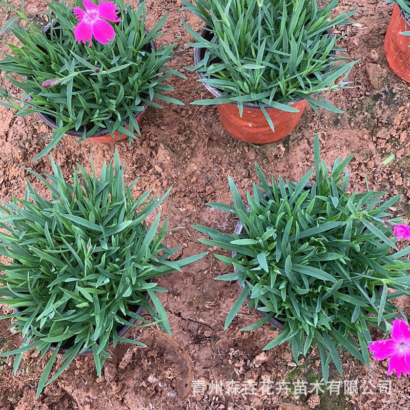 Dianthus Caryophyllus Lawn Greening Potted Plant Project Road Planting Greening Plant Flower Base Potted Dianthus Caryophyllus