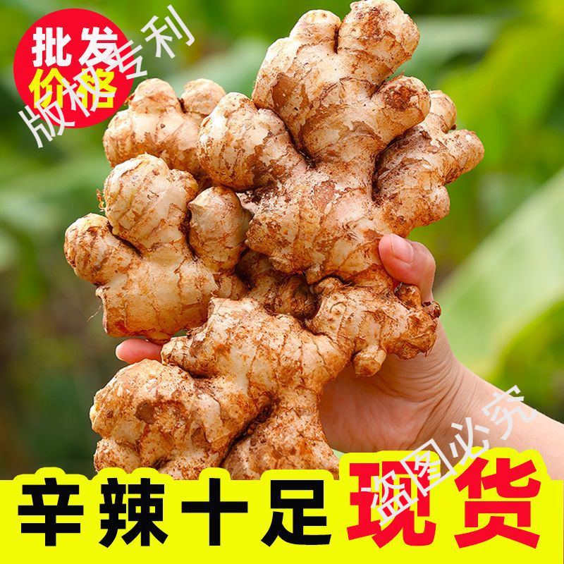 Authentic Yunnan Ginger 500g Wholesale Fresh Spicy Ginger Small Ginger Root Ginger Dried Ginger Farm Chopped Ginger