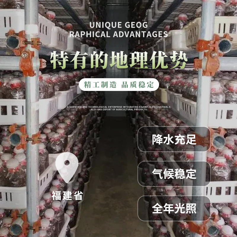 Ancient chicken leg mushroom dry goods wholesale 1kg mushroom Xinxiu chicken leg mushroom dry goods all kinds of edible fungi wholesale