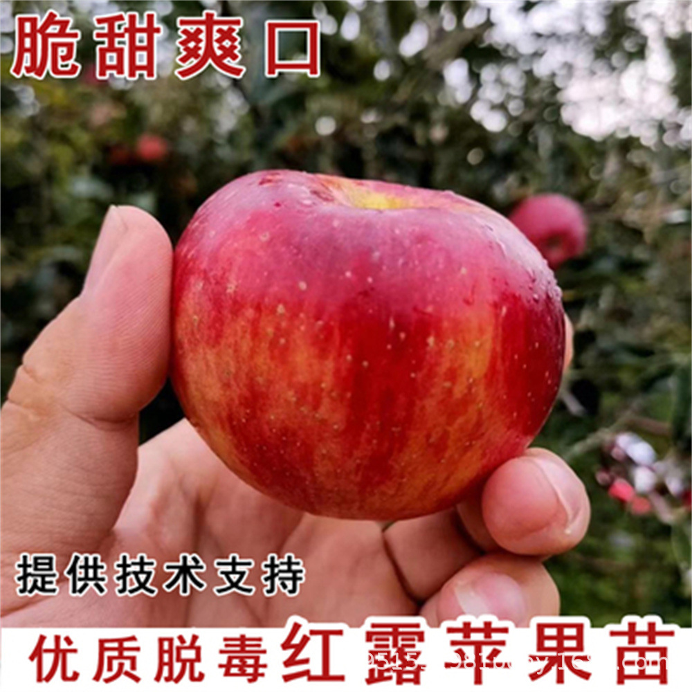 New Zealand Aifei Apple Seedlings Grafted Dwarf Apple Saplings Late-Maturing Potted Ground Planting Fruit Saplings Planted in the North and South