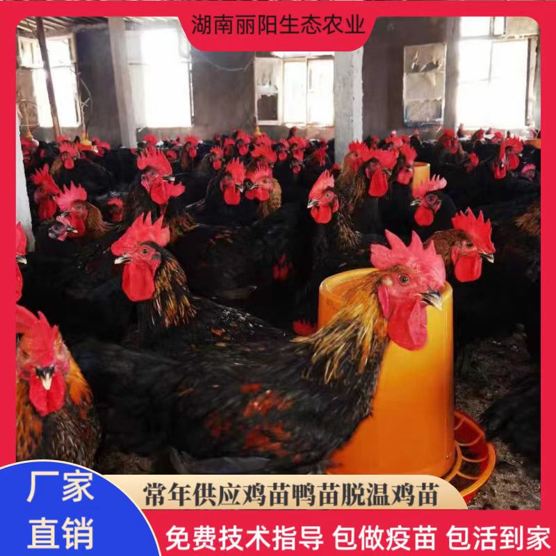 На продажу живые быстрорастущие черные цыплята, прямая продажа из инкубатора, легко содержать и разводить, бесплатные технические консультации по разведению