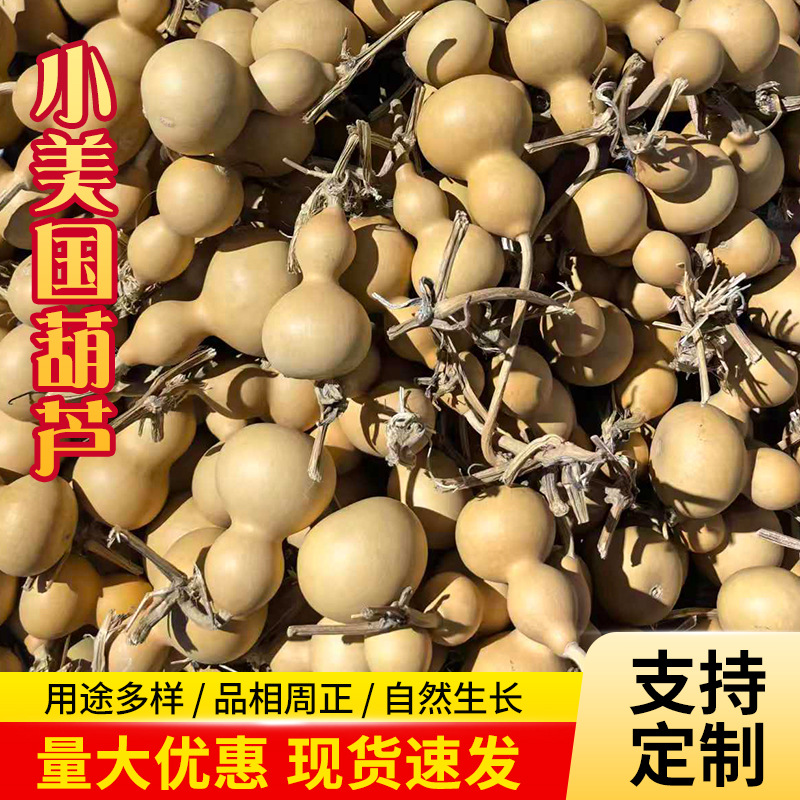 Carefully Selected Small American Natural Gourds, Small American Gourd Crafts from Manufacturers, Street Stall Gadgets with a Spout, Small Gourds