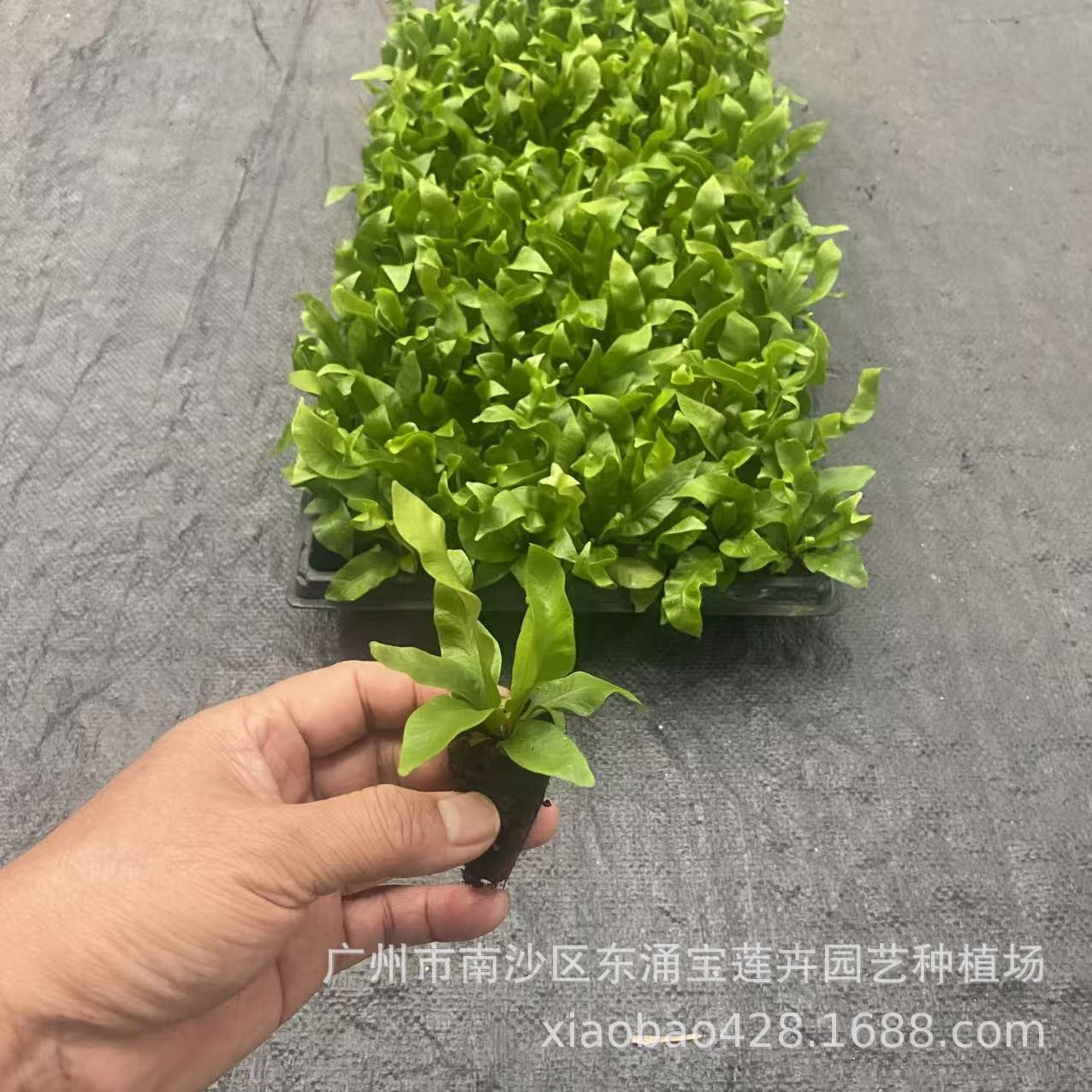 Micro-Landscape Green Plants Flame (Fire) Bird's Nest Fern Seedlings Mini Potted Plants Water Tank Landscaping Fern Ecological Tank Green Wall