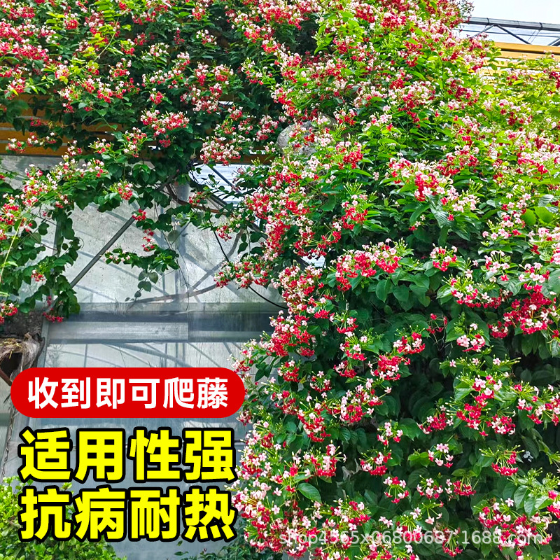 Bougainvillea Climbing Plant Indoor and Outdoor Double-Flowered Vine Climbing Flower Balcony Courtyard Fence Flower Bougainvillea Seedling