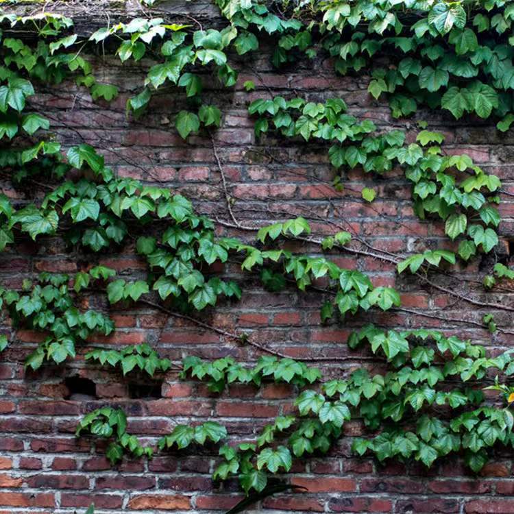 Ivy Seedlings Climbing Vines All Year Round Outdoor Three-Leaf Five-Leaf Red Wall Climbing Tiger Seedlings Potted Vines Climbing Florals